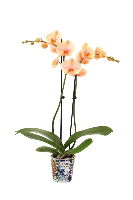 Potcover p12 I am Coloured Phal I am Sunshine 2T14+, D 12