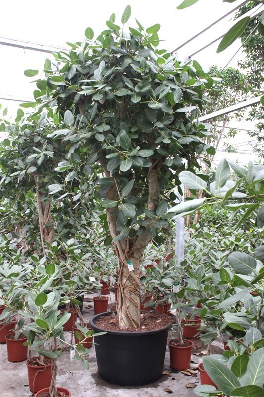Ficus Benghalensis, D 85