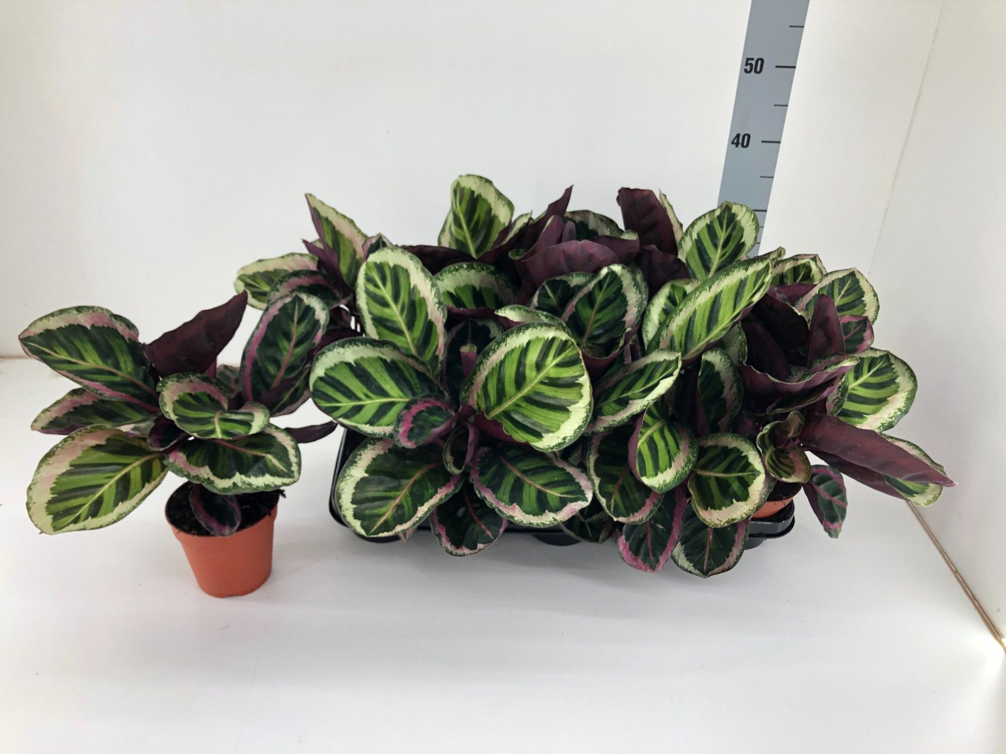 TDM P12 : Calathea Angela P12, D 12