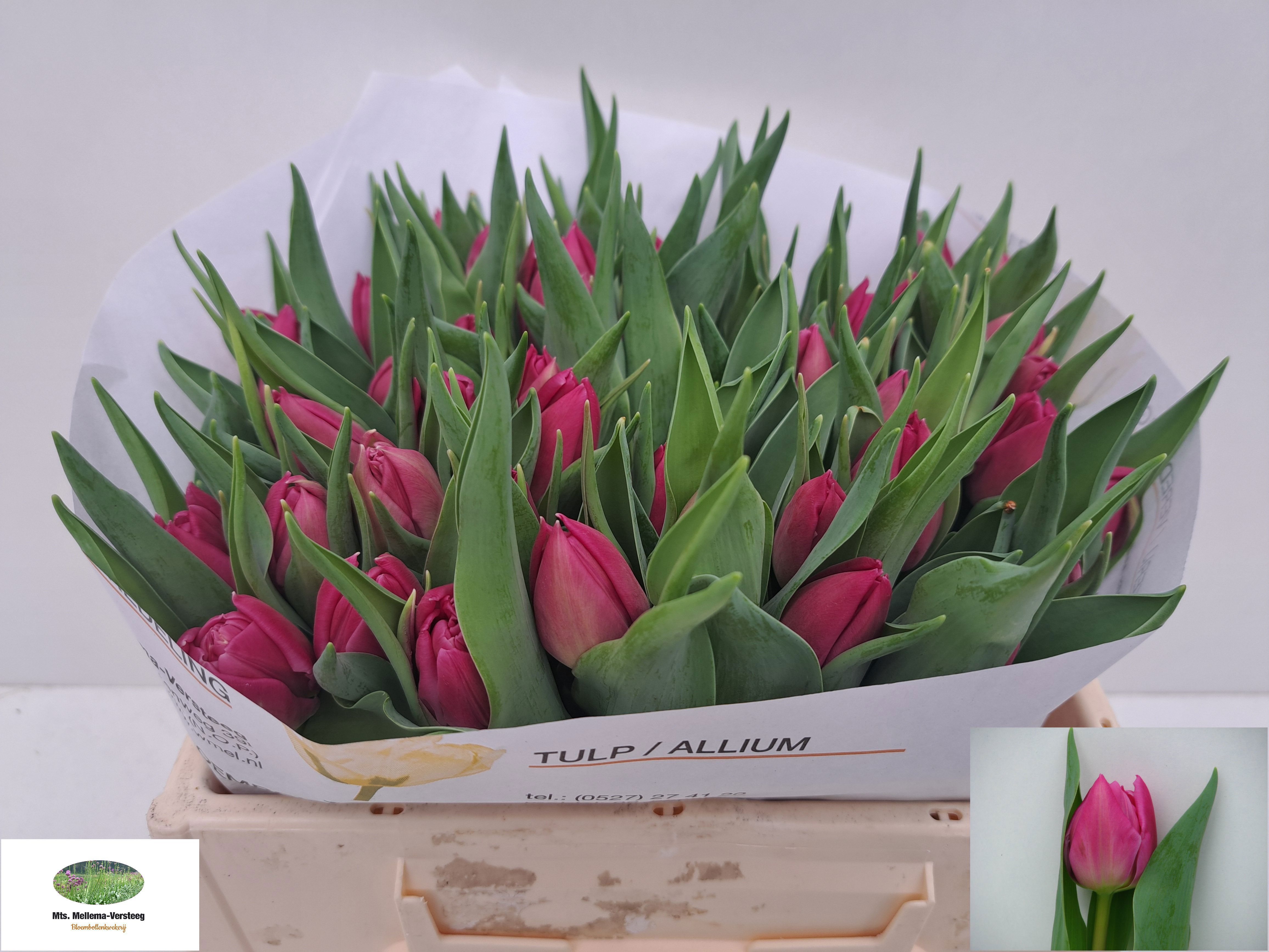 Тюльпан дв. Дабл Принцесс (ярко-роз.), шт.