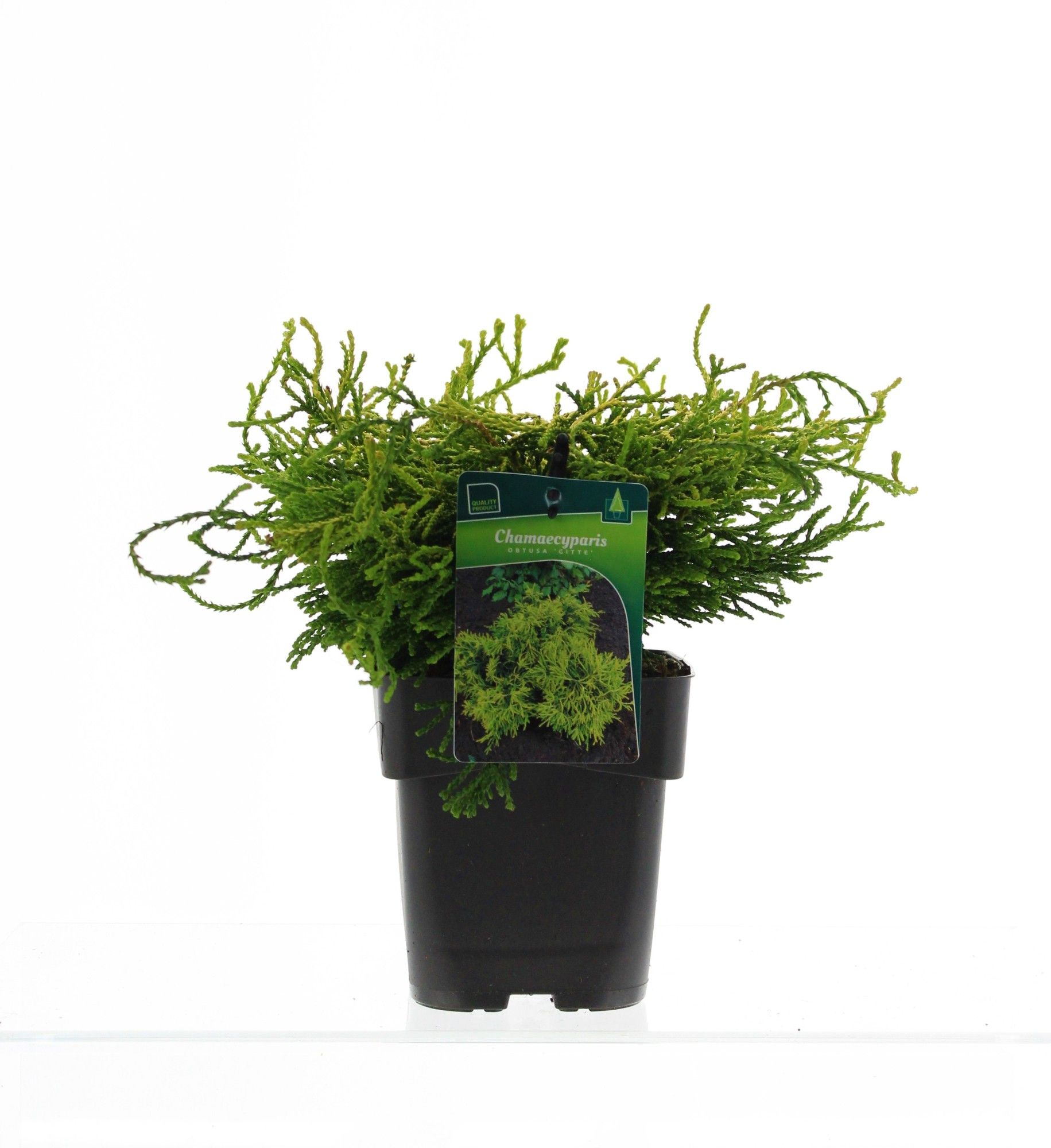 Chamaecyparis obtus 'Gitte', D 17