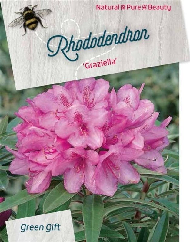 Rhododendron (AP) 'Graziella', D 52