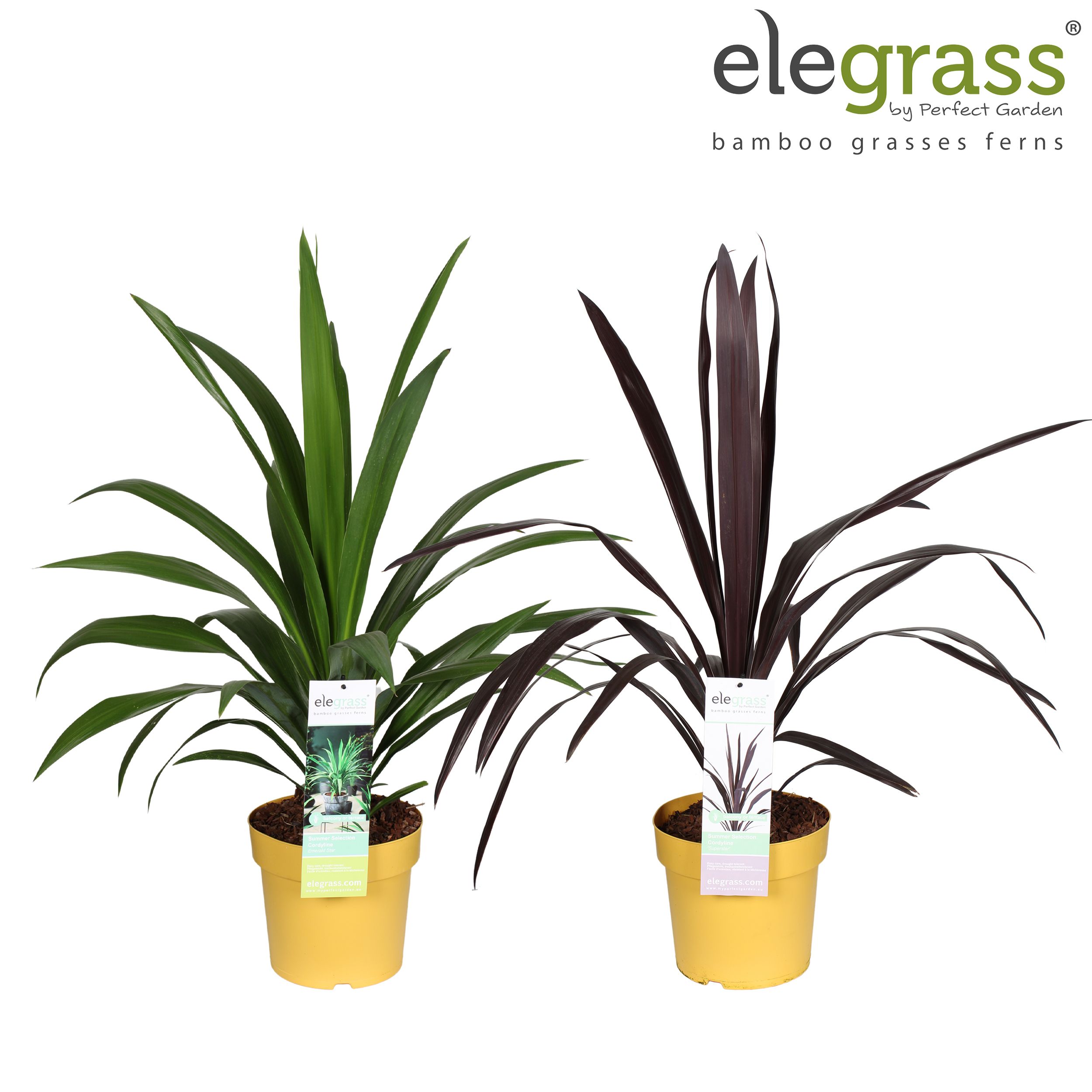 Cordyline mix laag P23, D 23