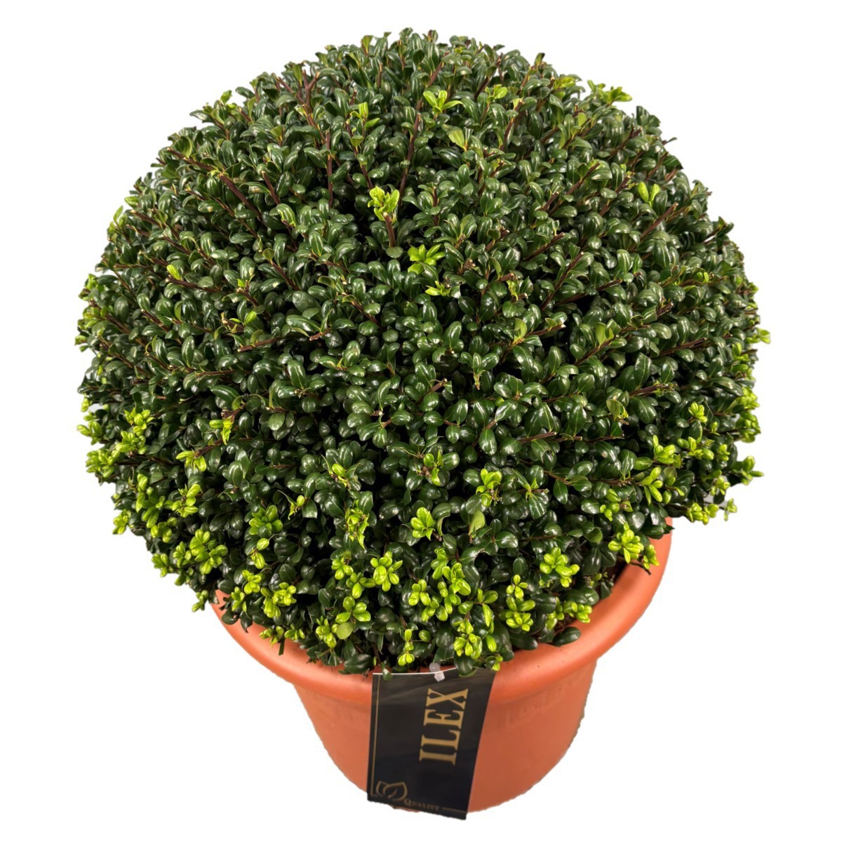 Ilex crenata 'Convexa' Bol p28 (th) 40-+ ©, D 28