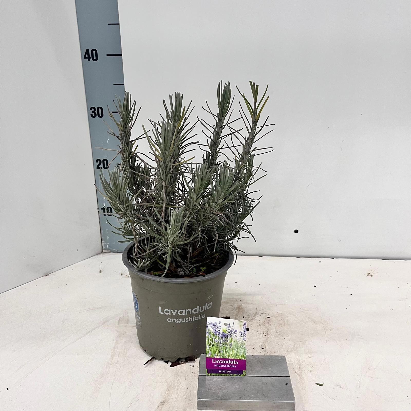 Lavandula angustifolia 'Munstead', D 15