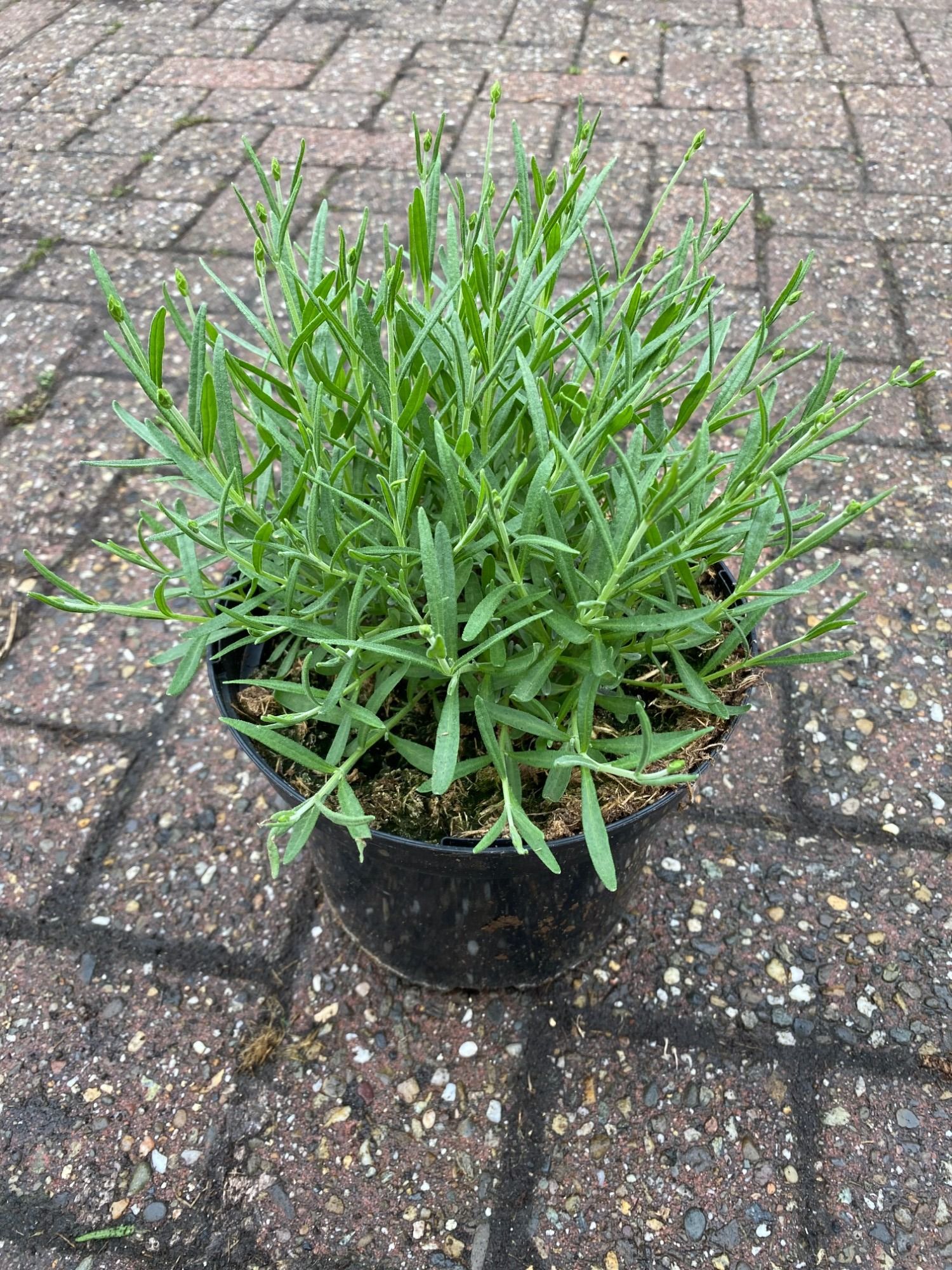 Lavandula angustifolia essence, D 19