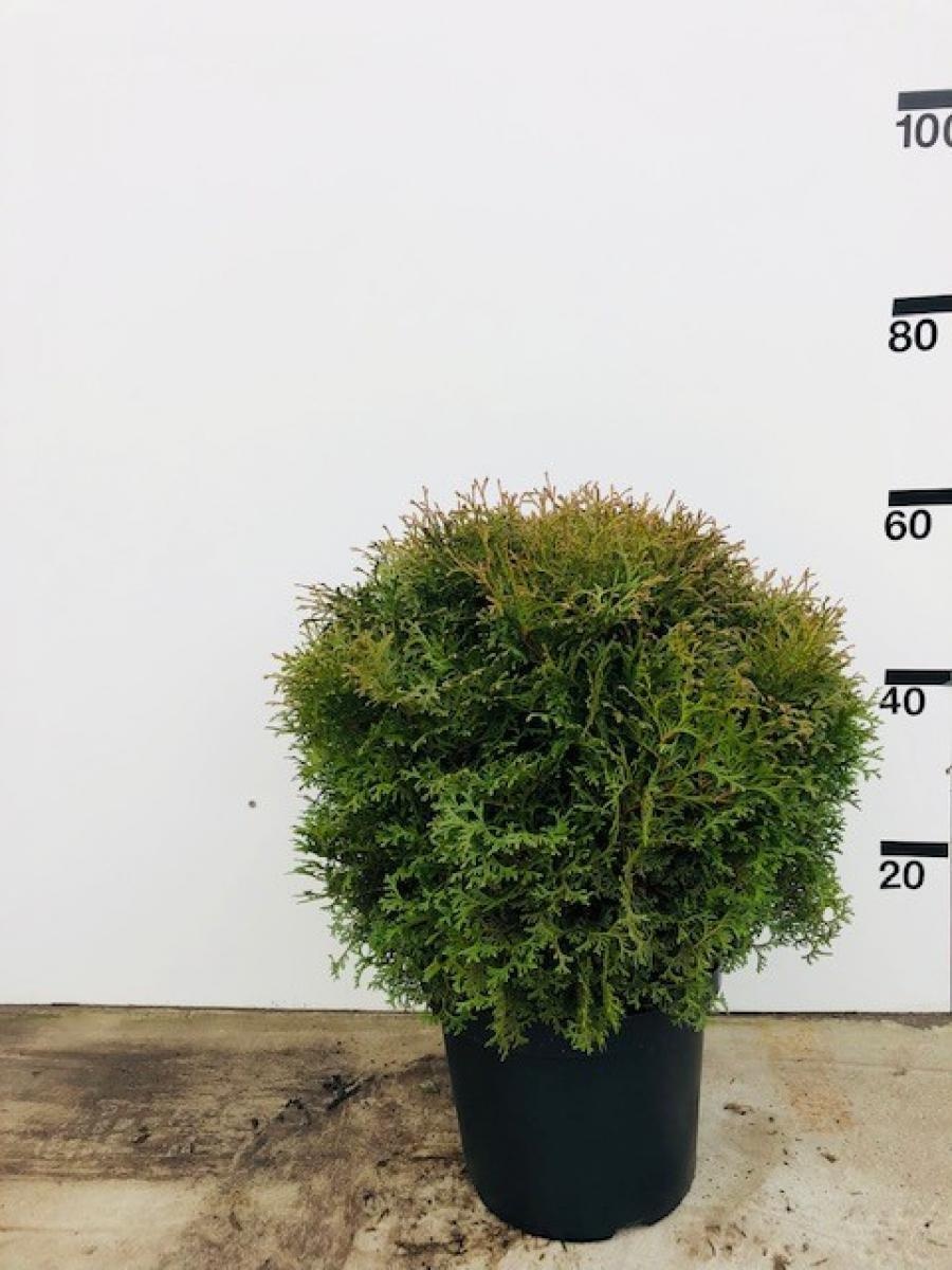 Thuja occ. 'Tiny Tim', struik, D 29
