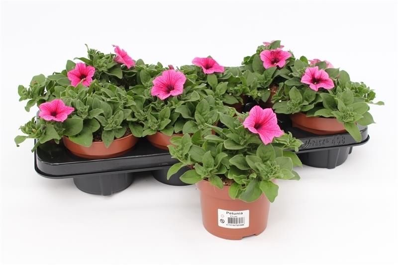 Petunia Pink, D 13