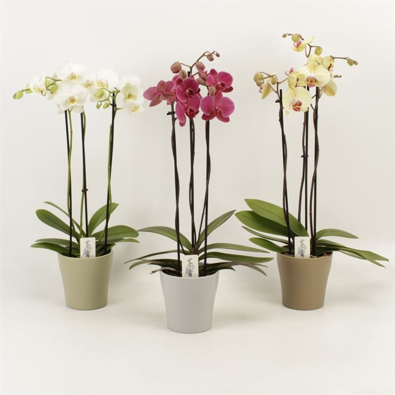Phalaenopsis gemengd 3 tak gemengd in Modern living keramiek, D 12