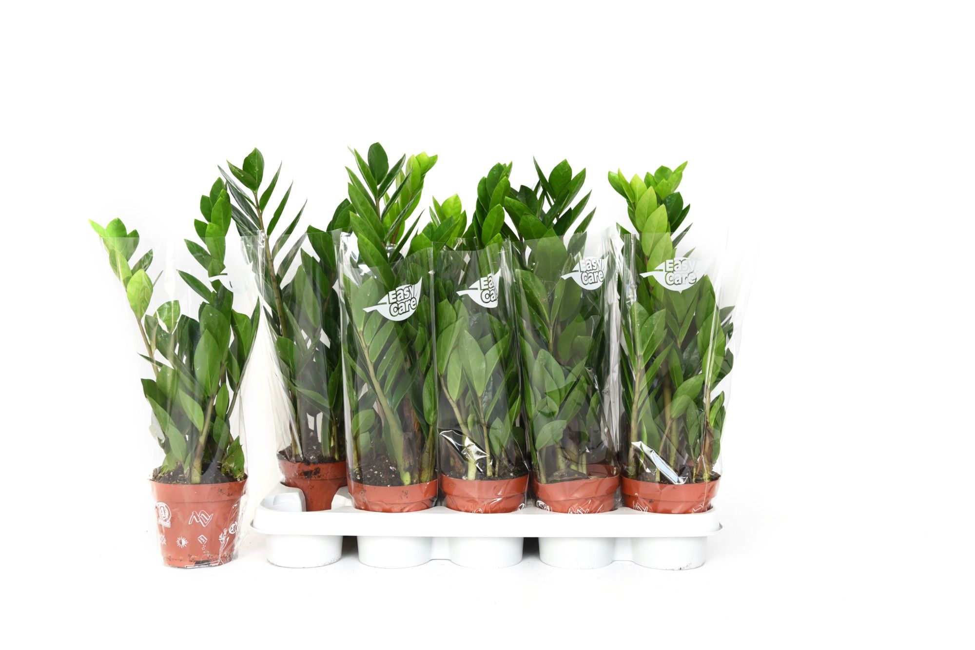 zamioculcas502, D 12