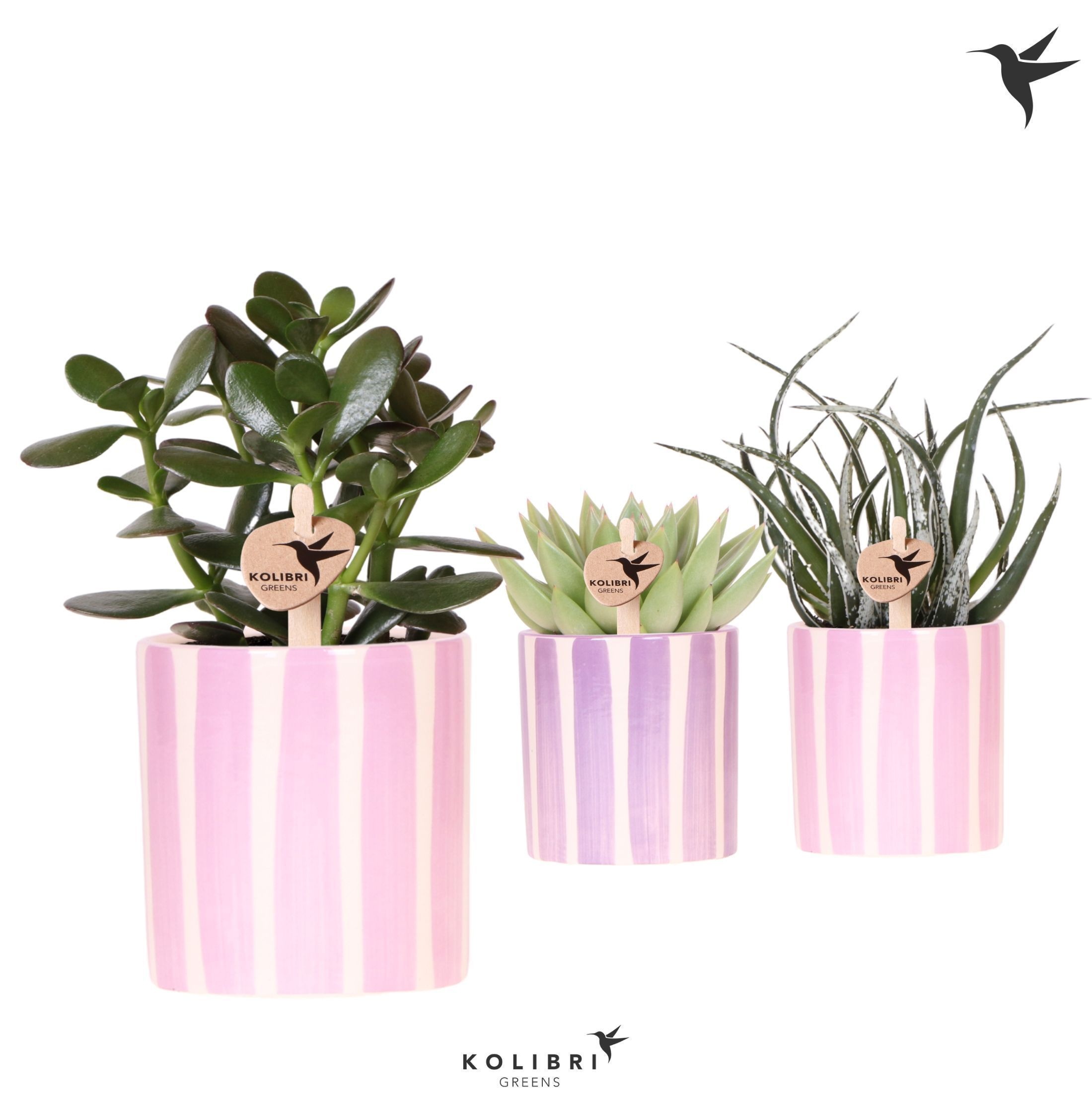 Kolibri Greens Succulenten mix in Painted Stripe pot pink mix, D 9
