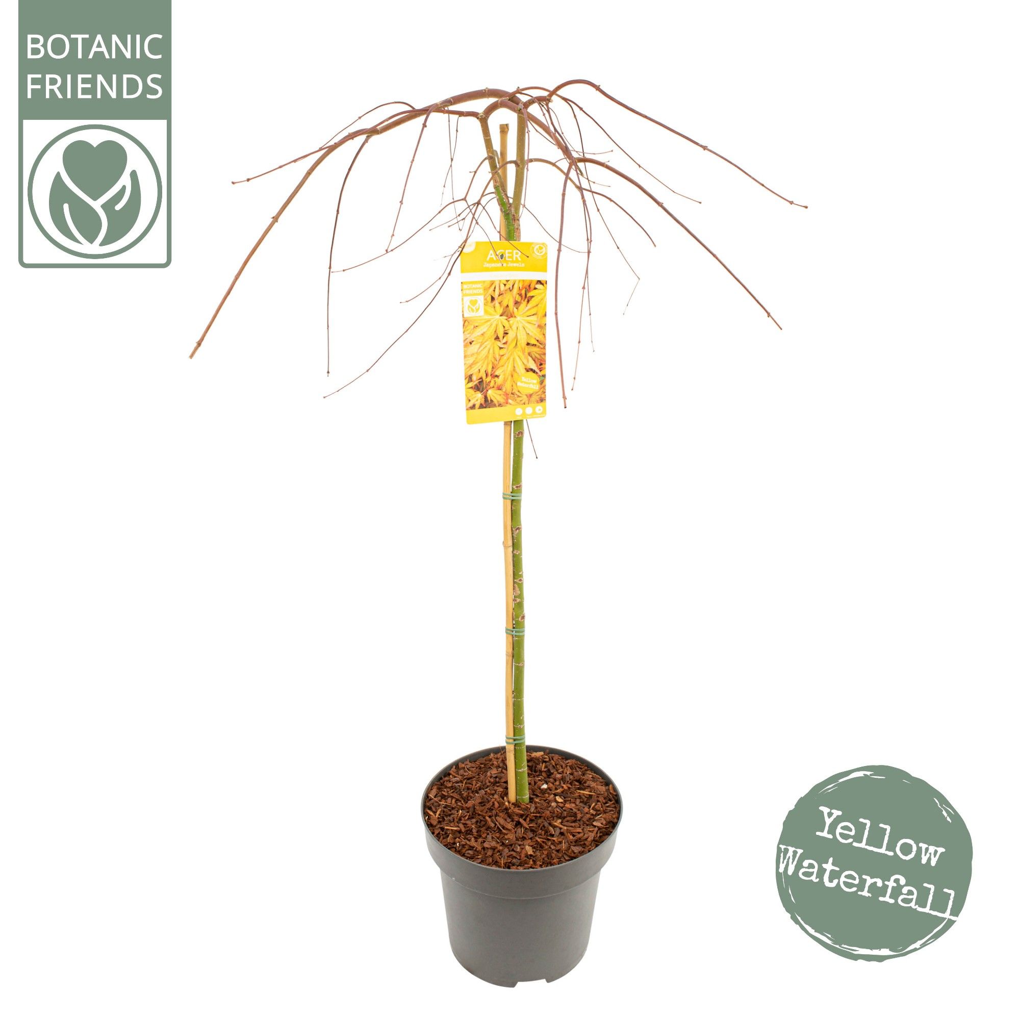 Acer palm. 'Cascade Gold' ® C14 halfstam, D 30