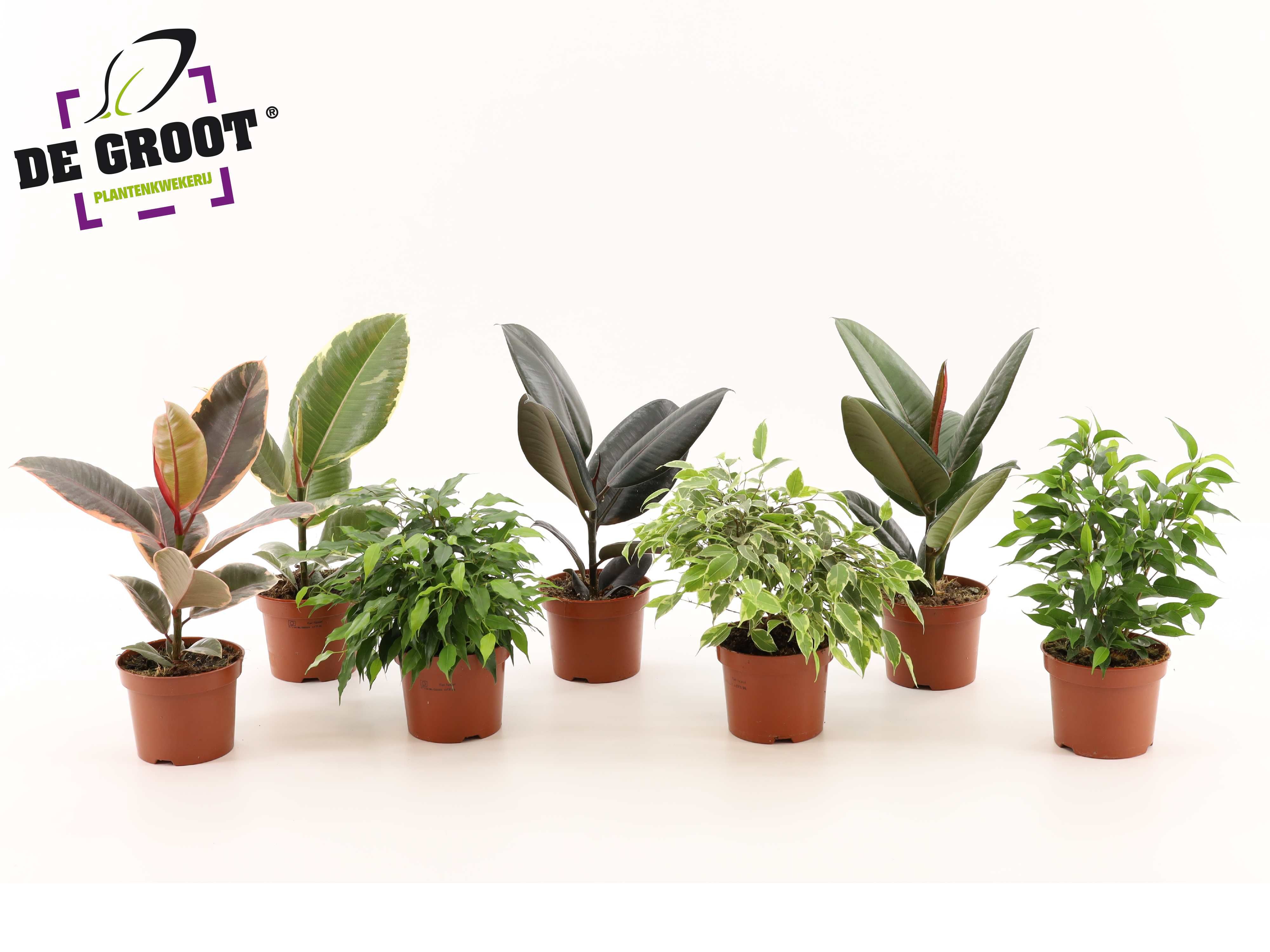 Ficus overig gemengd 6 soorten, D 12