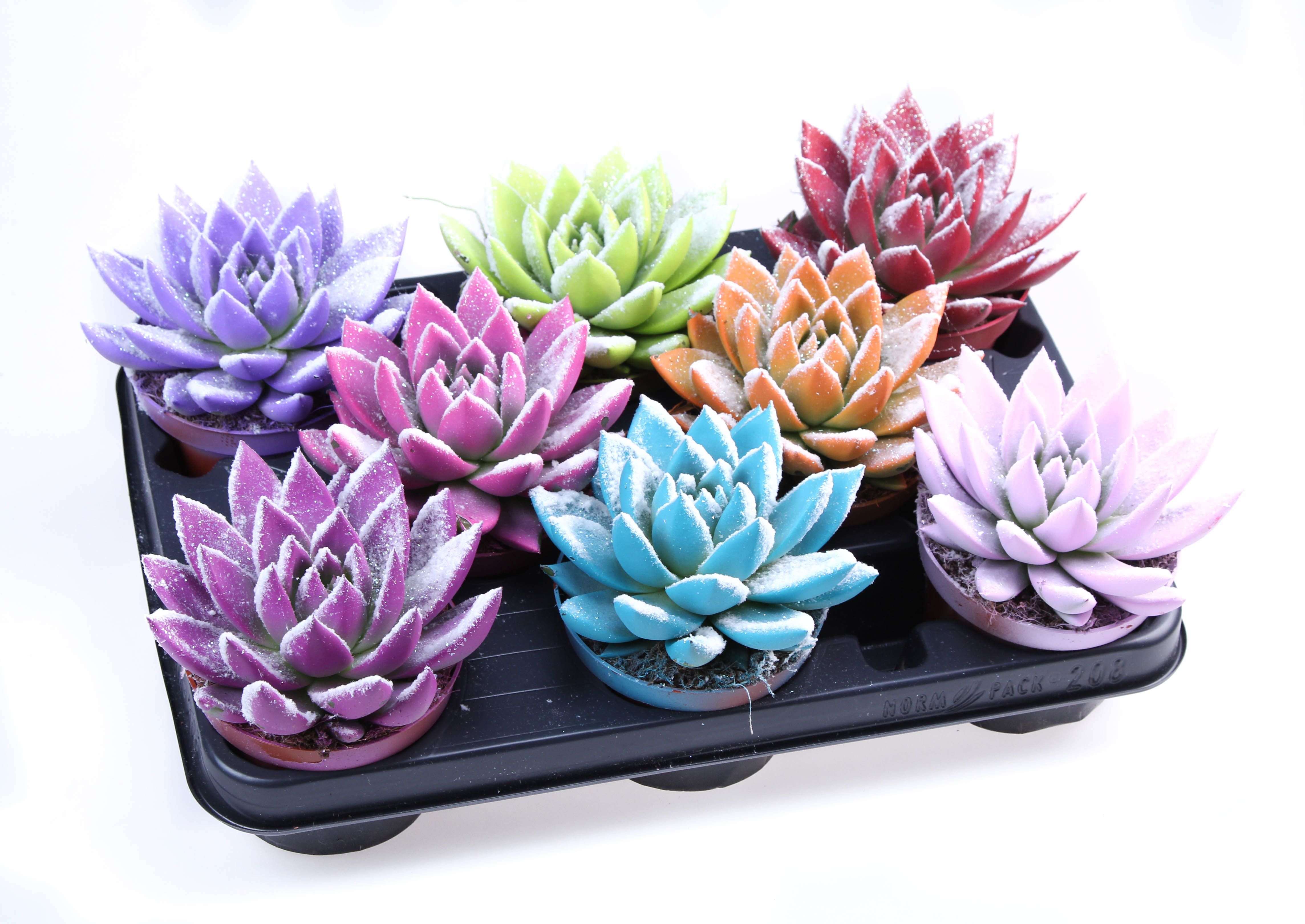 Rainbow Bio snow, D 10,5