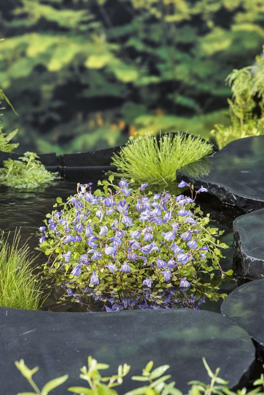 Mazus reptans blauw, D 9