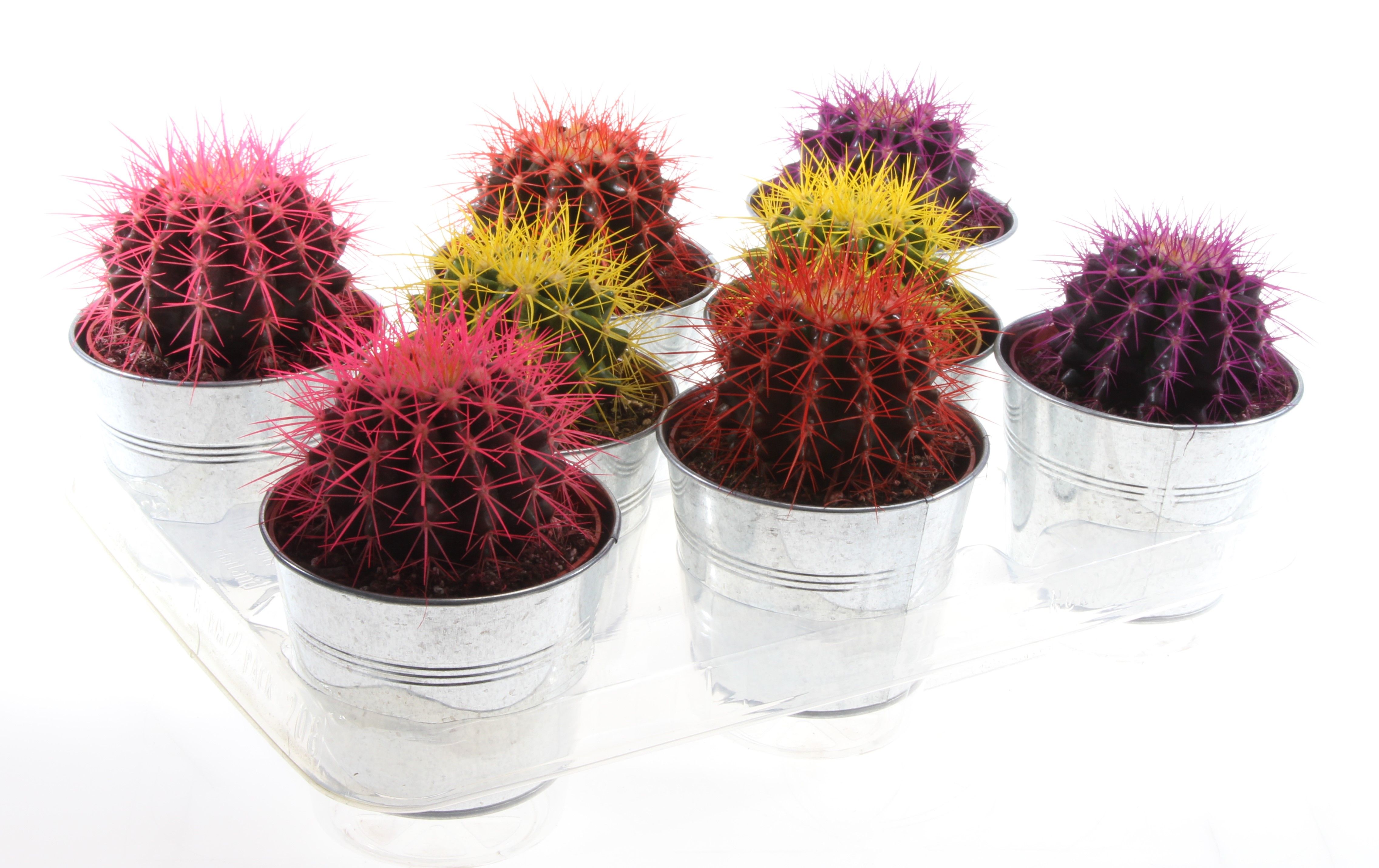 Grusonii rainbow zinkpot, D 12