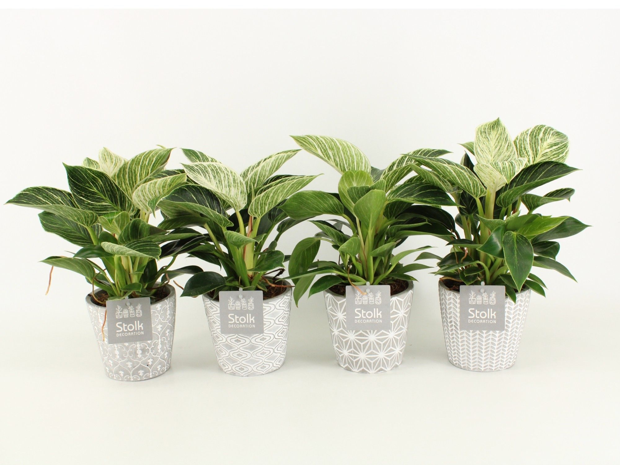 Philodendron White Wave in Star Keramiek, D 13