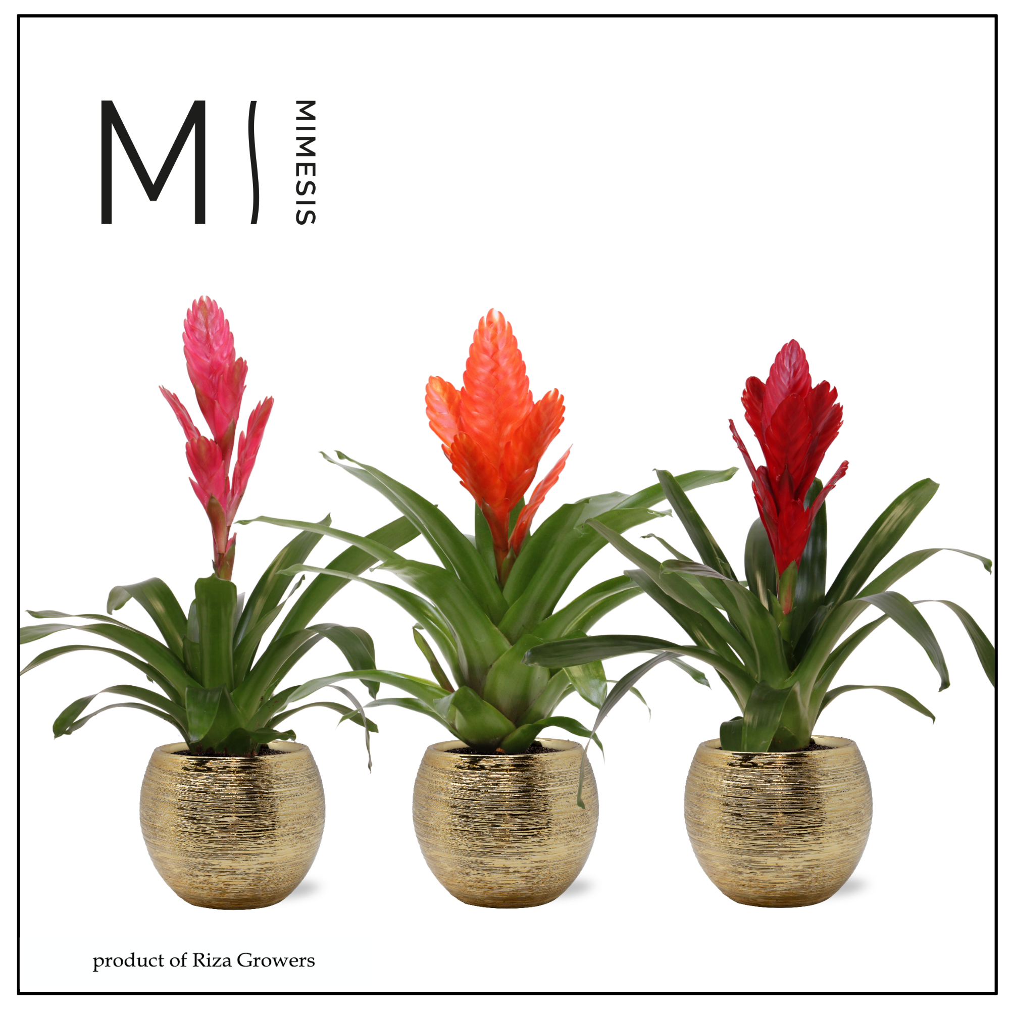 Vriesea Stylish - 12cm in Bolivia Brush | Mimesis, D 12