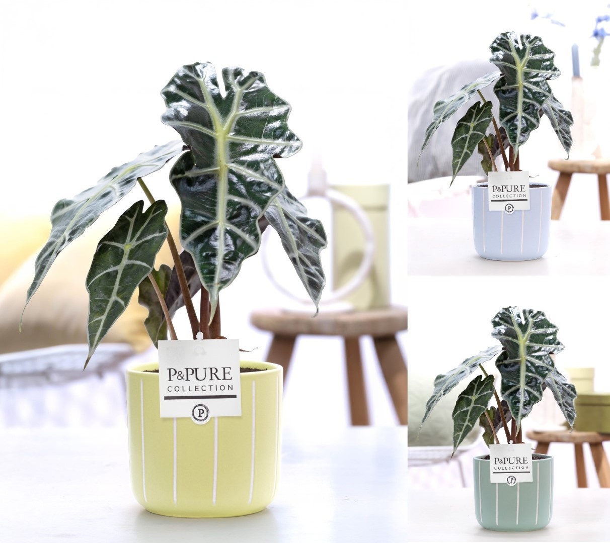 Alocasia Polly in P&PURE Fleur ceramics ass. 3, D 12