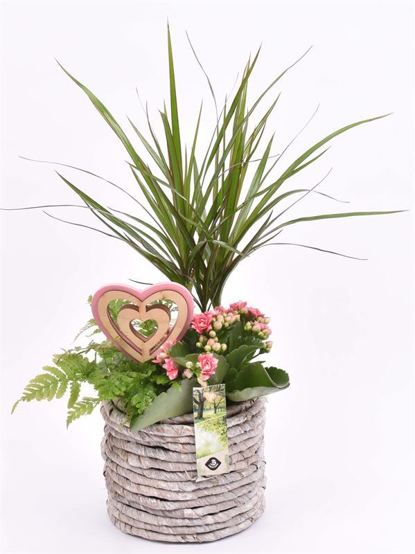 Mais mand 15.5 cm white wash, D 15