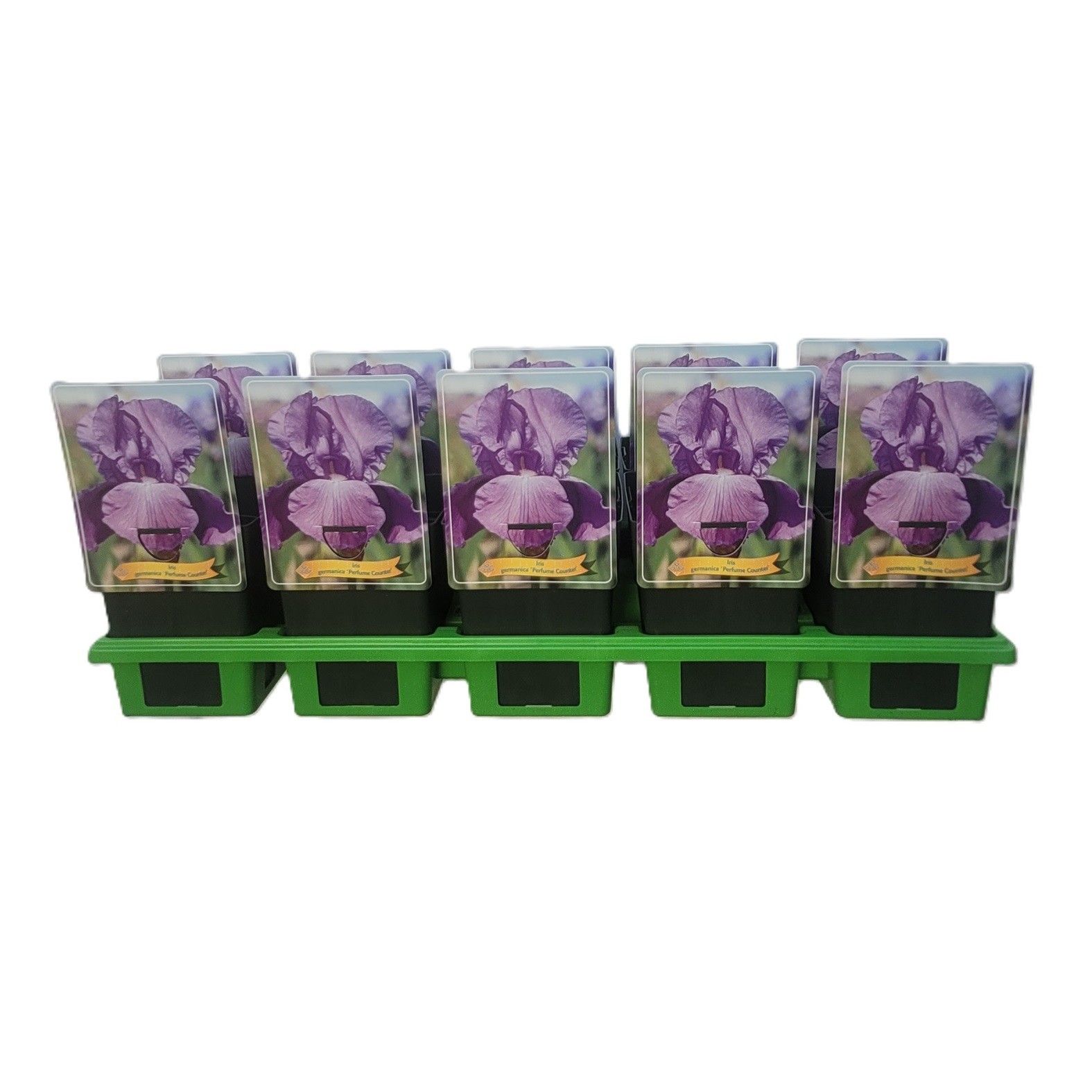 Iris germanica 'Perfume Counter' P11, D 11