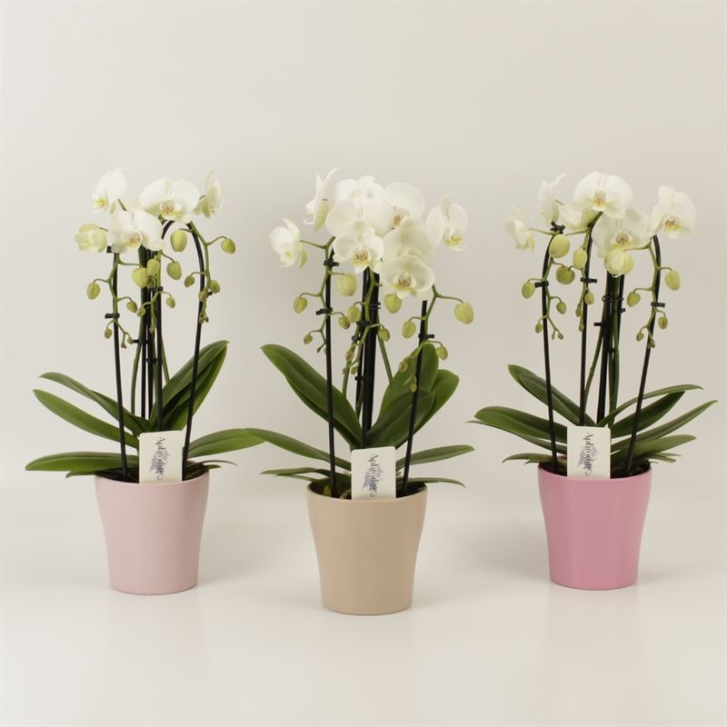 Phalaenopsis Elegant Cascade Triboga wit in pastel Moederdag keramiek, D 12