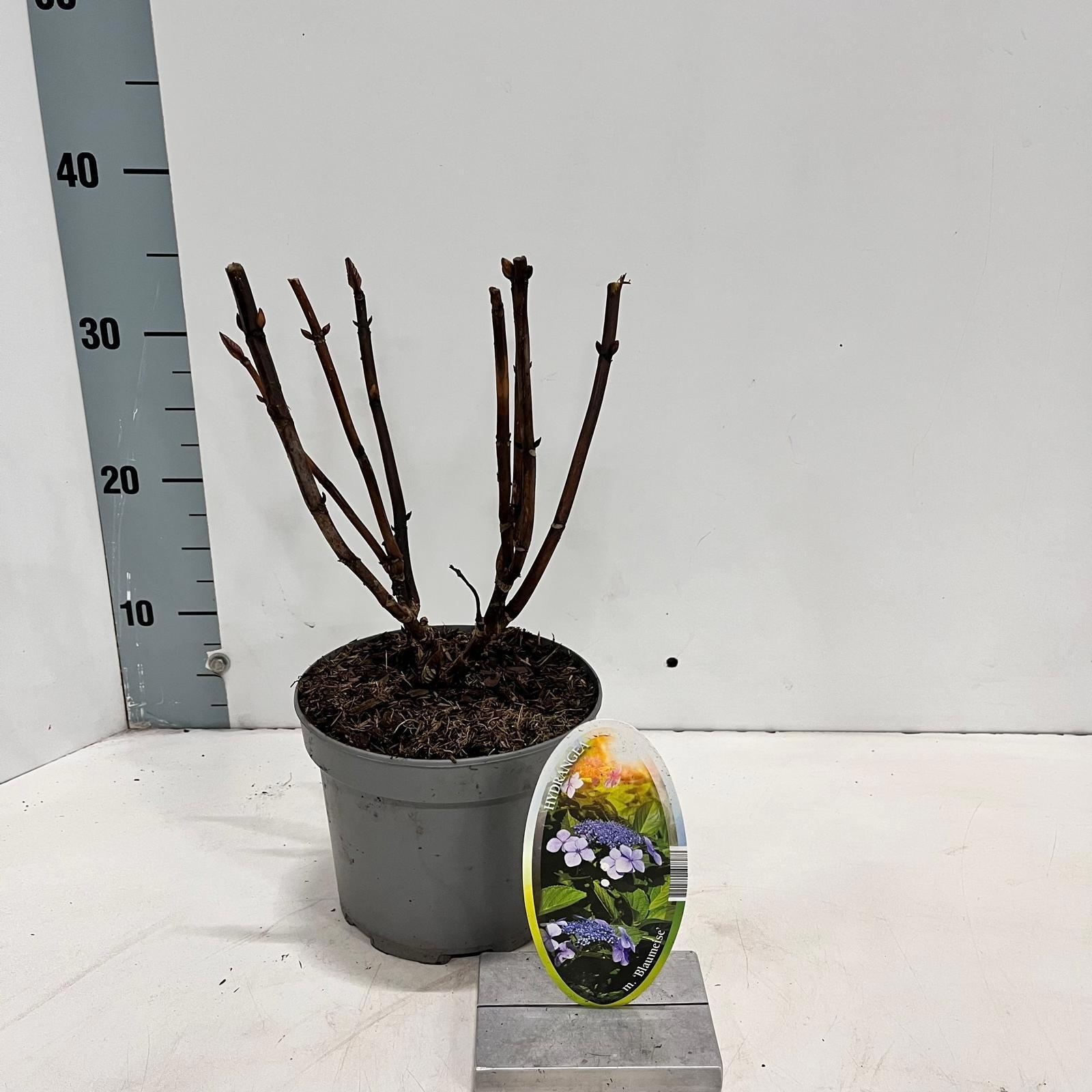 Hydrangea macr. 'Blaumeise' (Teller Blue), D 17