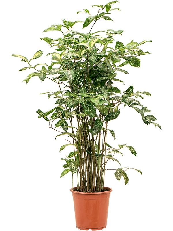 Dracaena godseffiana (110-130), D 24