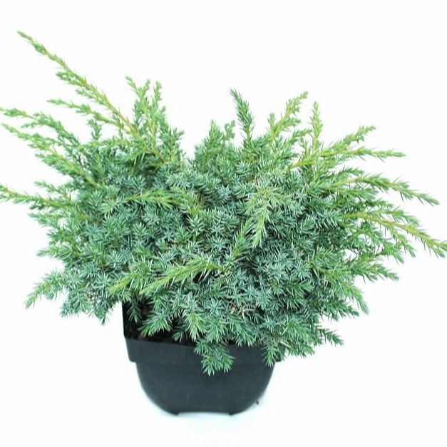 Juniperus squamata 'Blue Swede' P17, D 17