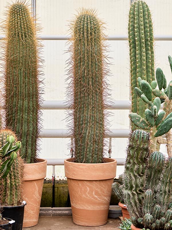 Trichocereus pasacana, D 45