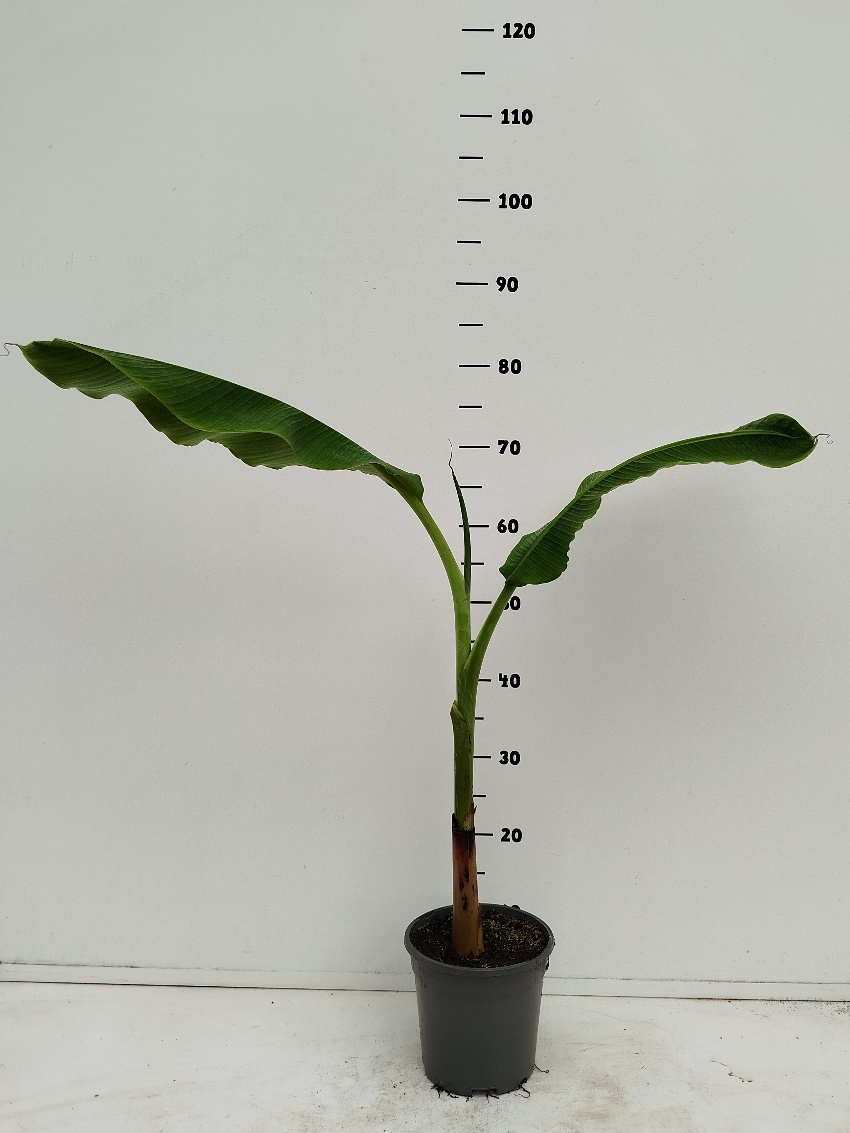 Musa Blue Java C2, D 17