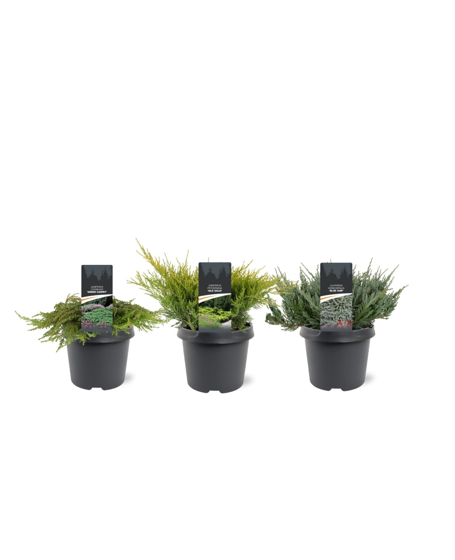 Juniperus Ground-Cover mix C3, D 19