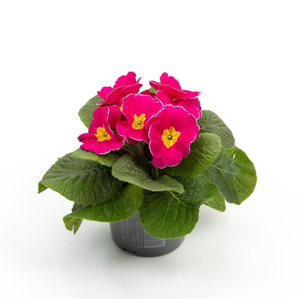 PRIMULA VULGARIS-HYBRID, D 11