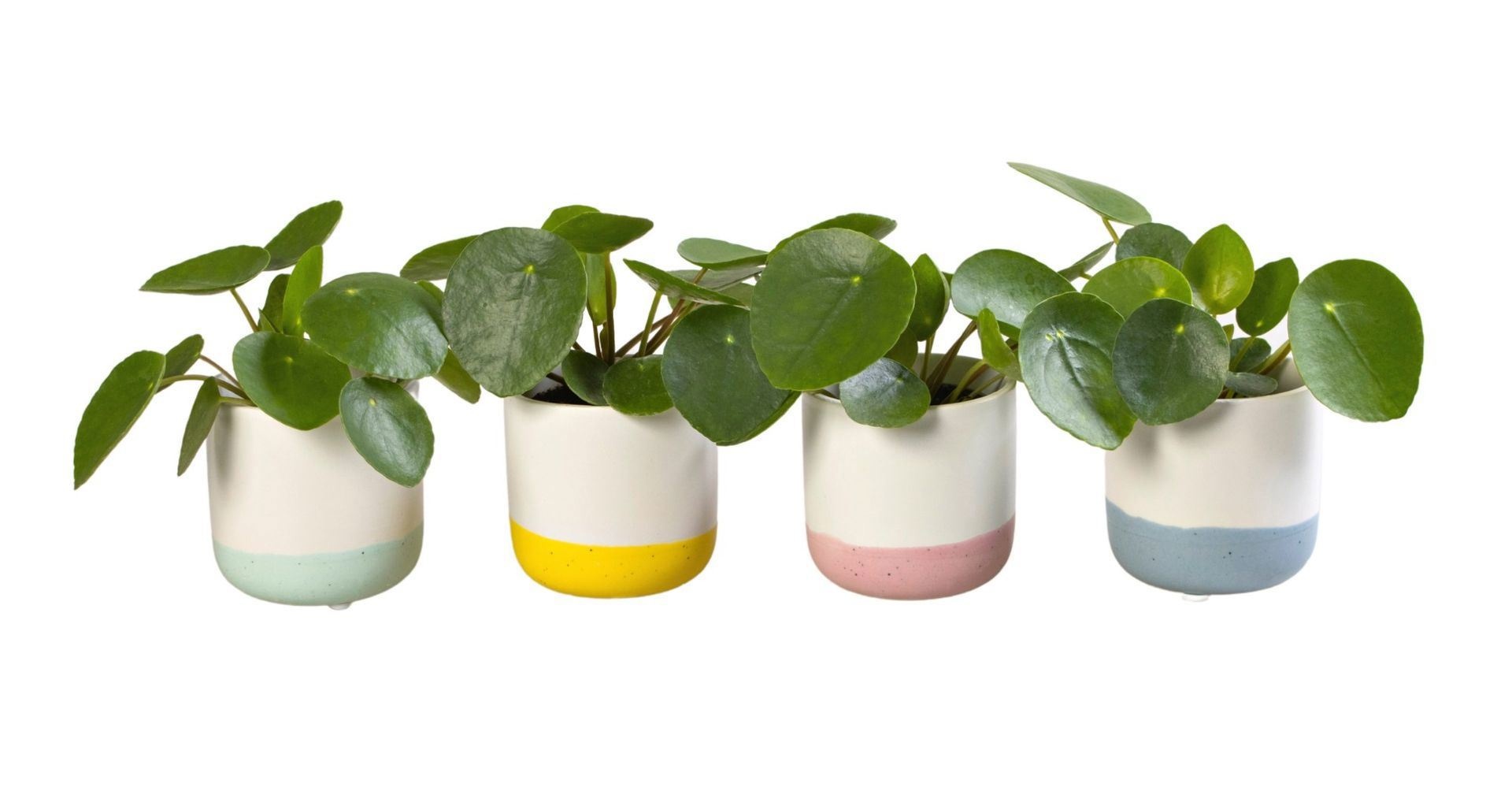 L 65900 with Pilea Peperomioides 6 cm, D 6