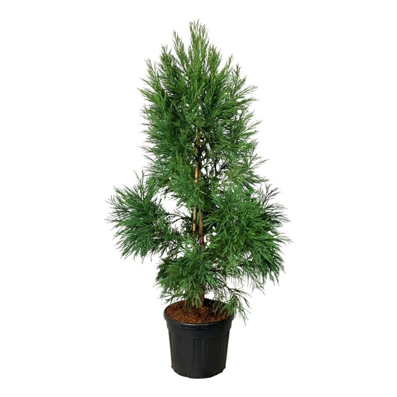 Cryptomeria j. 'Kitayama', D 60