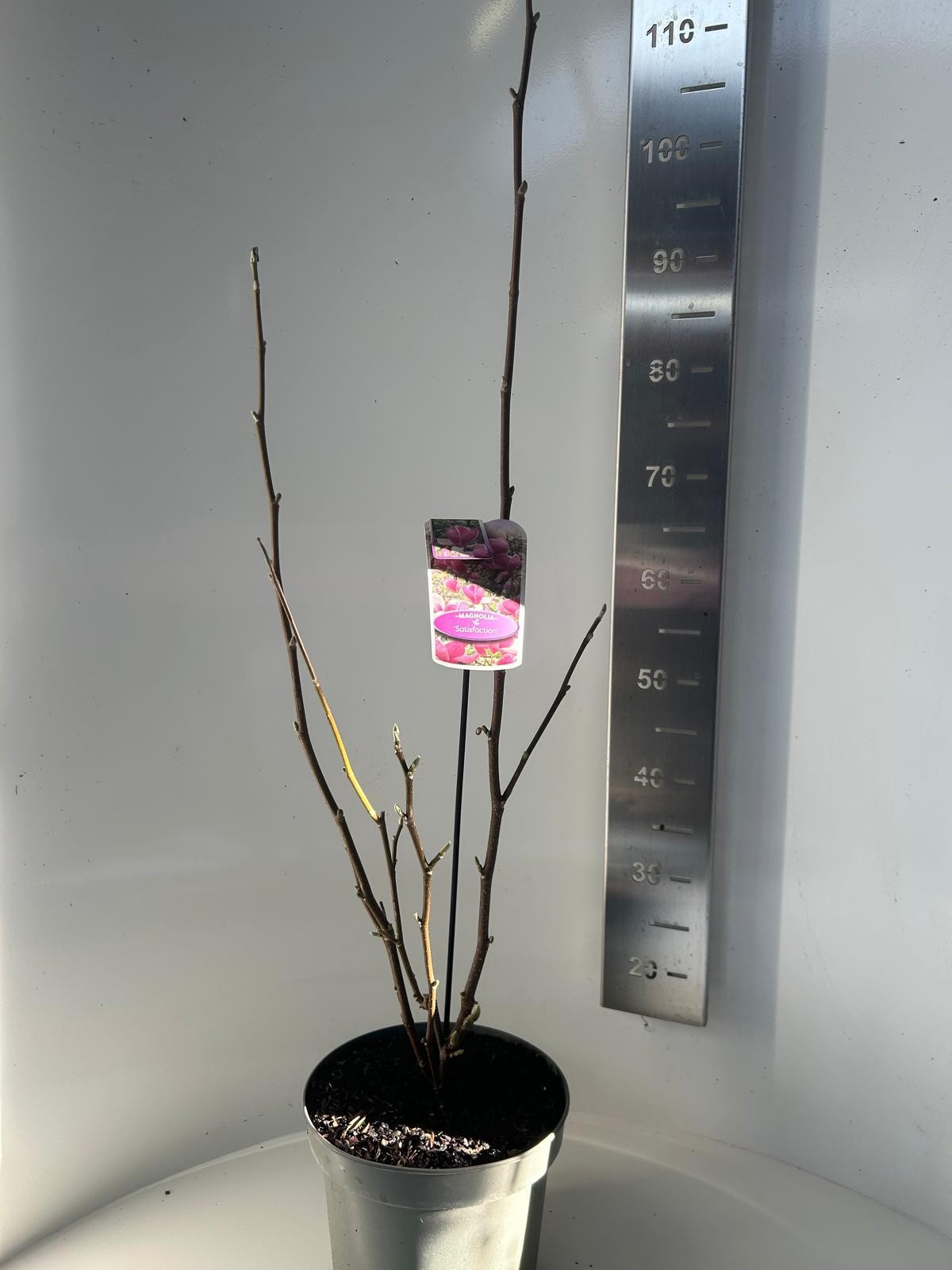 Magnolia soulangeana Satisfaction, D 23