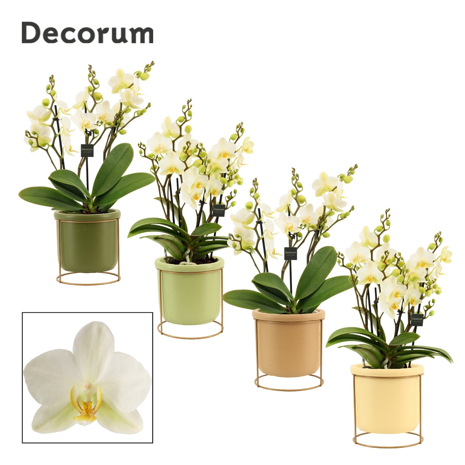 Phalaenopsis dazzling Lausanne 3-4 tak in Lynn (Silent moods-col, D 12