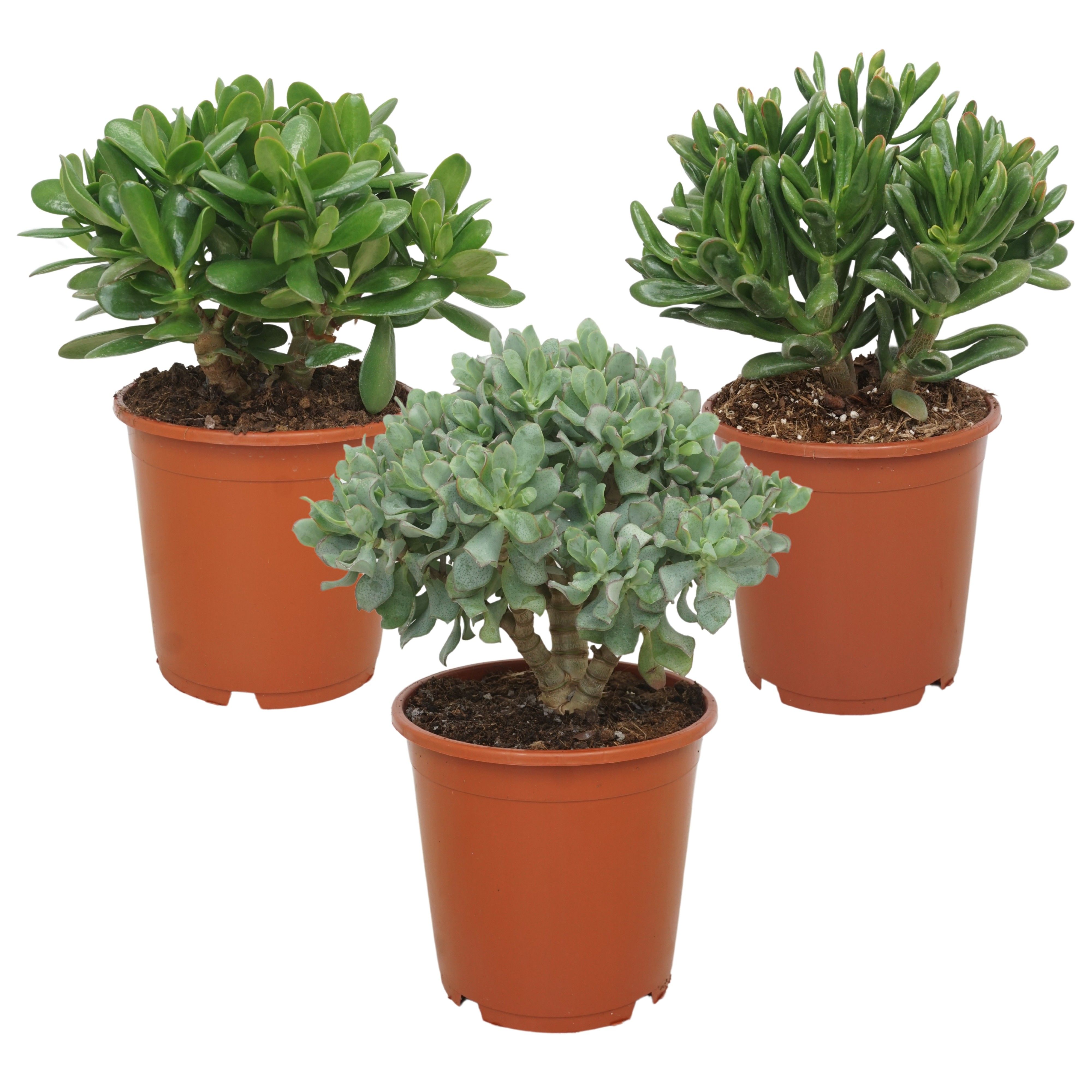 Crassula mix 21 cm, D 21