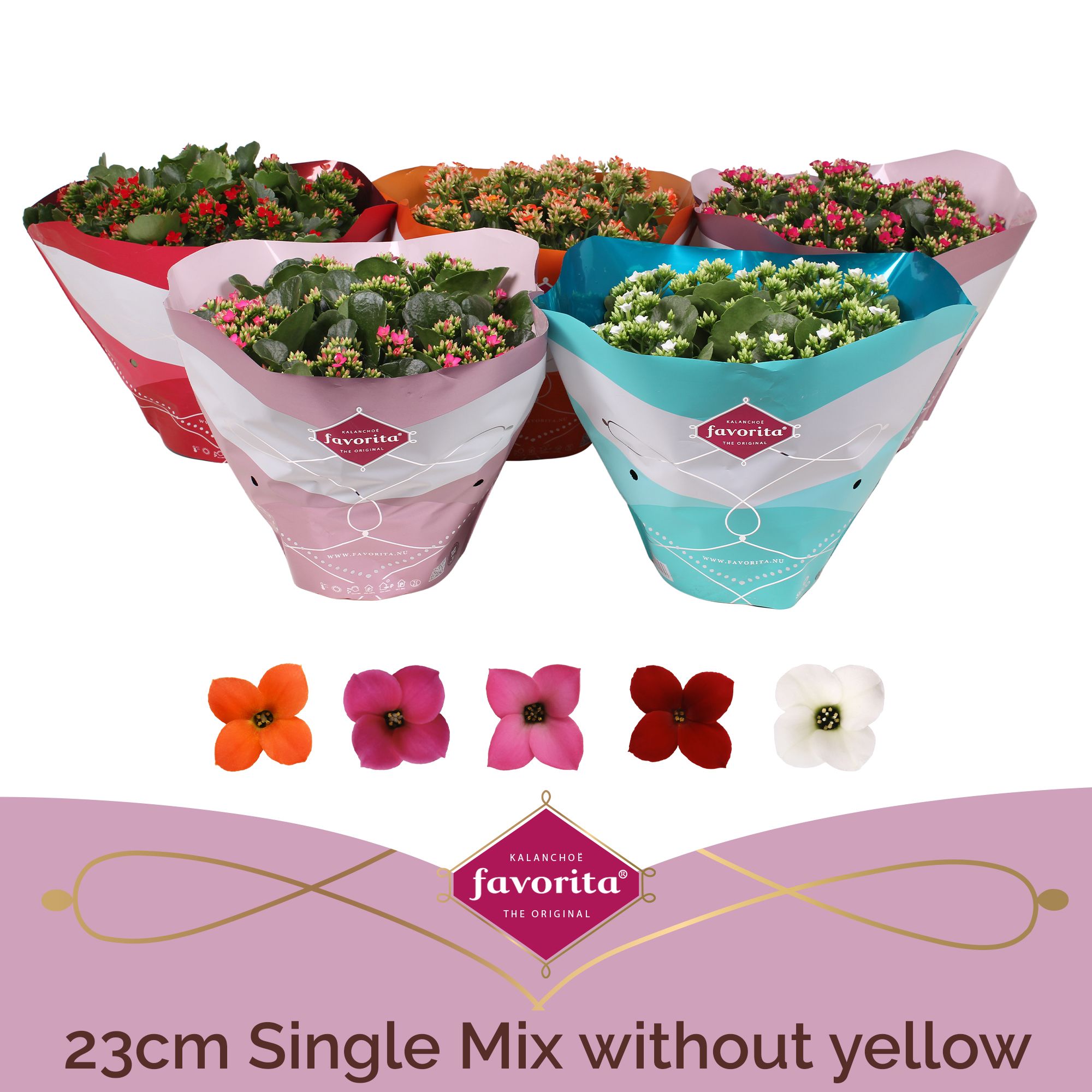 Kalanchoë Single Mix in SV.COloursleeve - without yellow, D 23