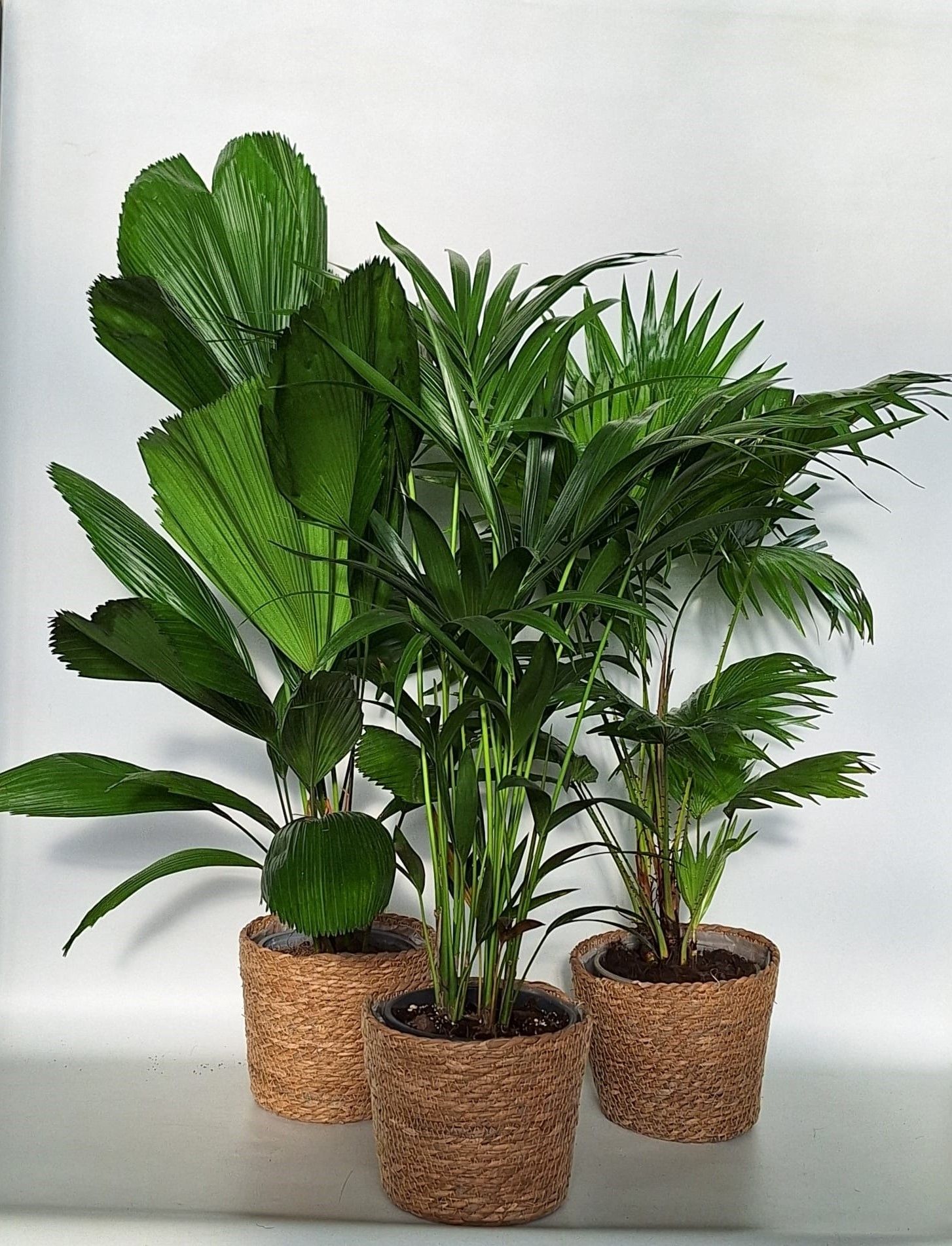 Exclusive palmmix / livi /licu/kent in mand kandy, D 20