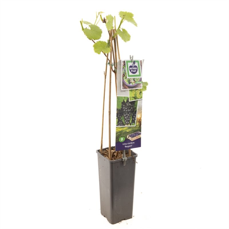 Vitis vinifera Regent Blauwe tafeldruif, D 11
