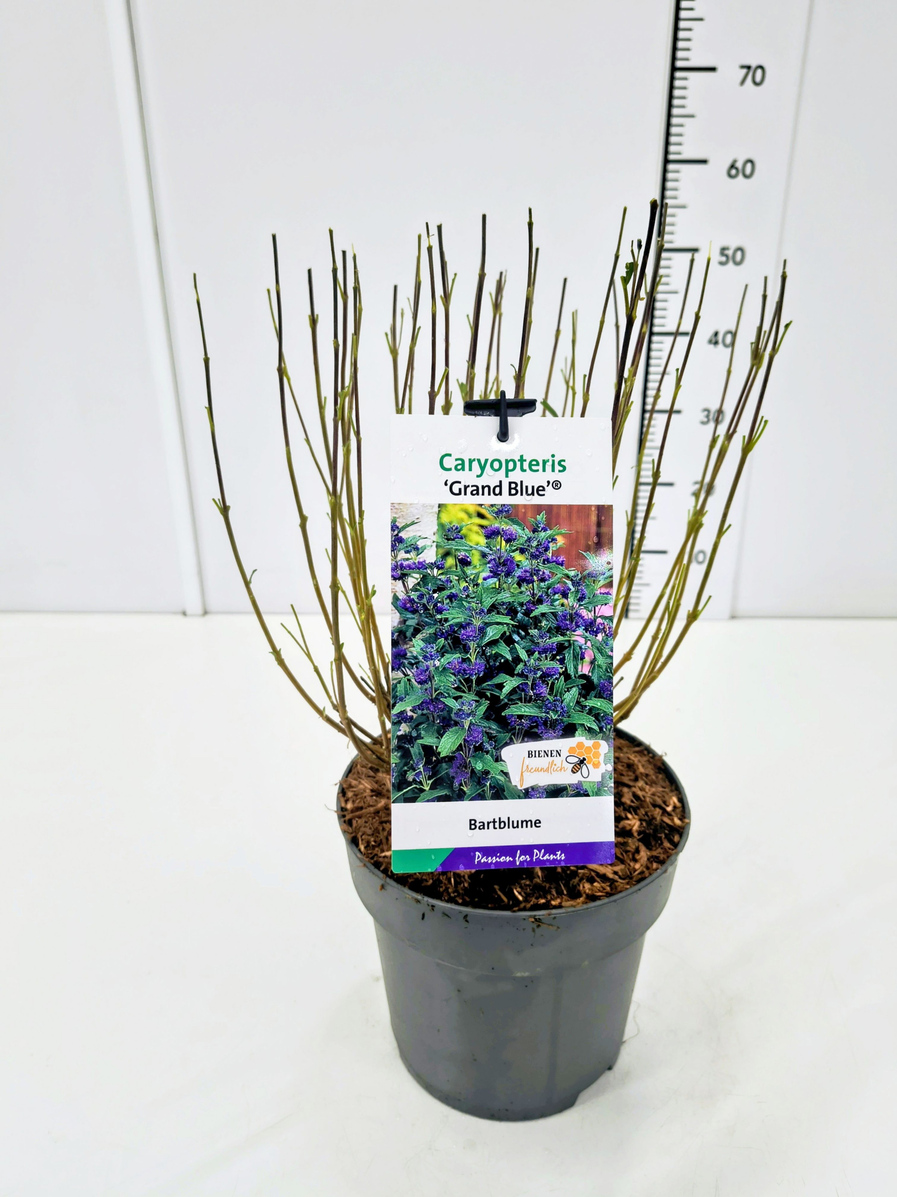 Caryopteris cland. 'Grand Bleu' C5, D 23