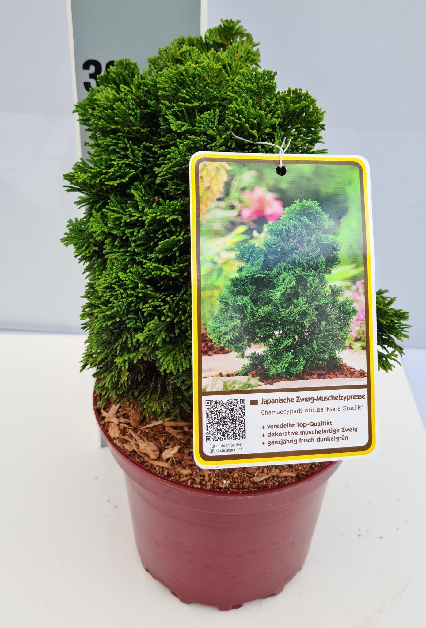 Chamaecyparis obtusa 'Nana Gracilis' C2 15-20, D 17