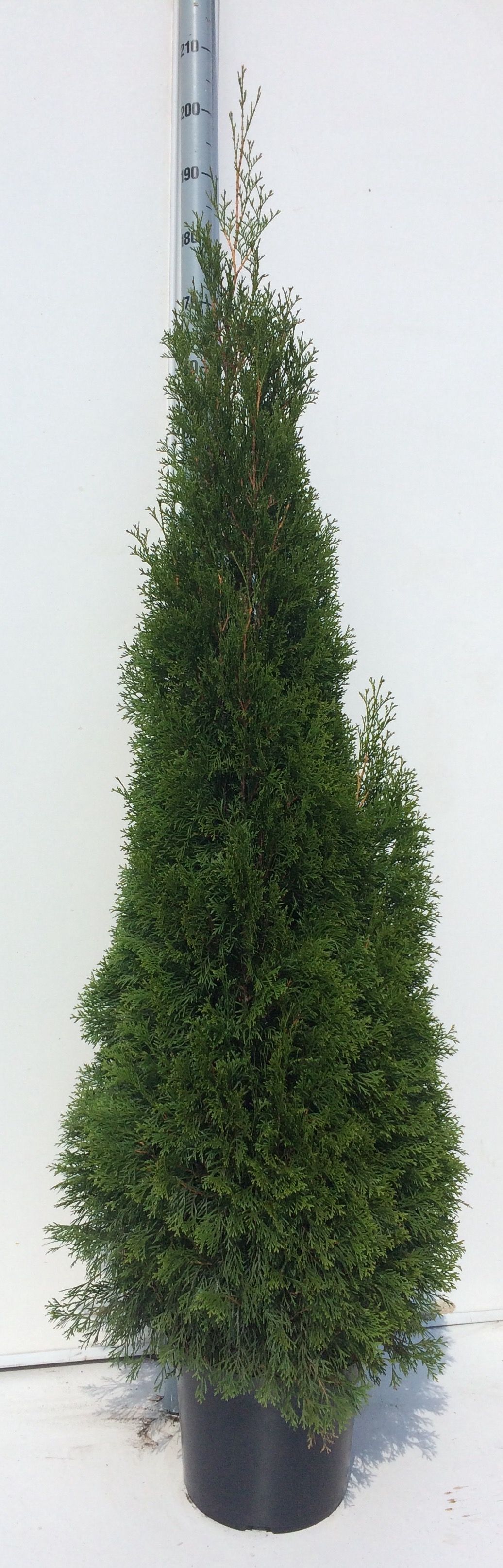 Thuja Occidentalis 'Smaragd' plantmaat 180-200, D 27