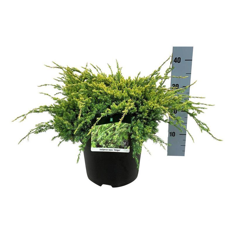 Juniperus sq. 'Holger', D 24