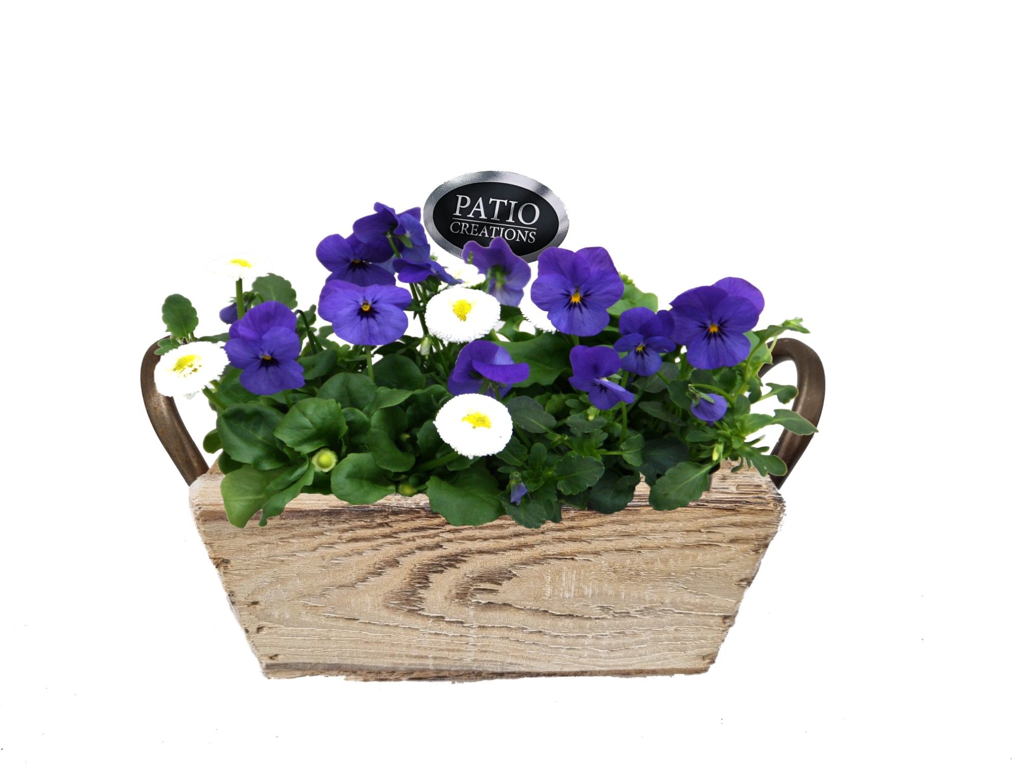 VB673-9001 Viola/Bellis dennenhout metaal oren S, D 22