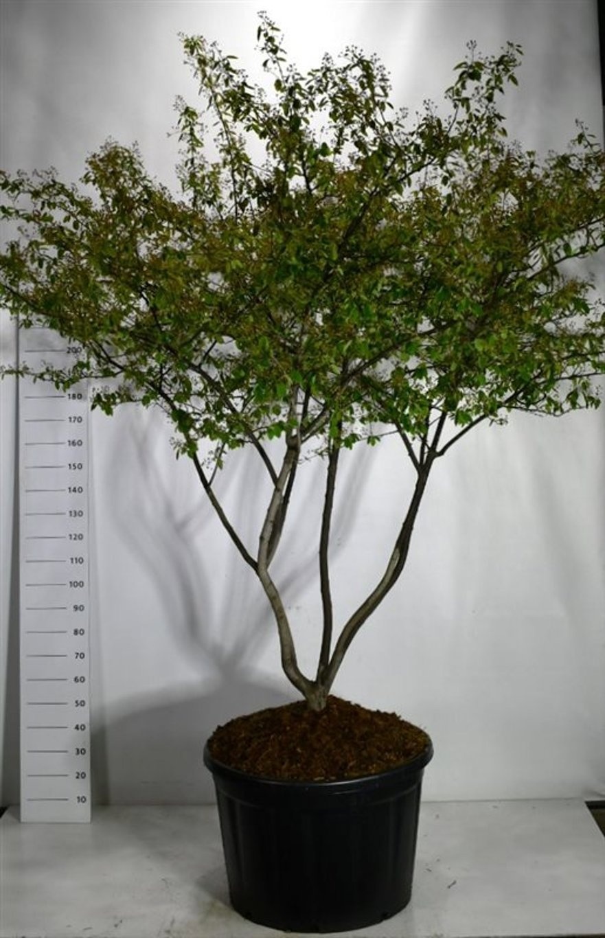 Amelanchier lamarckii, D 83