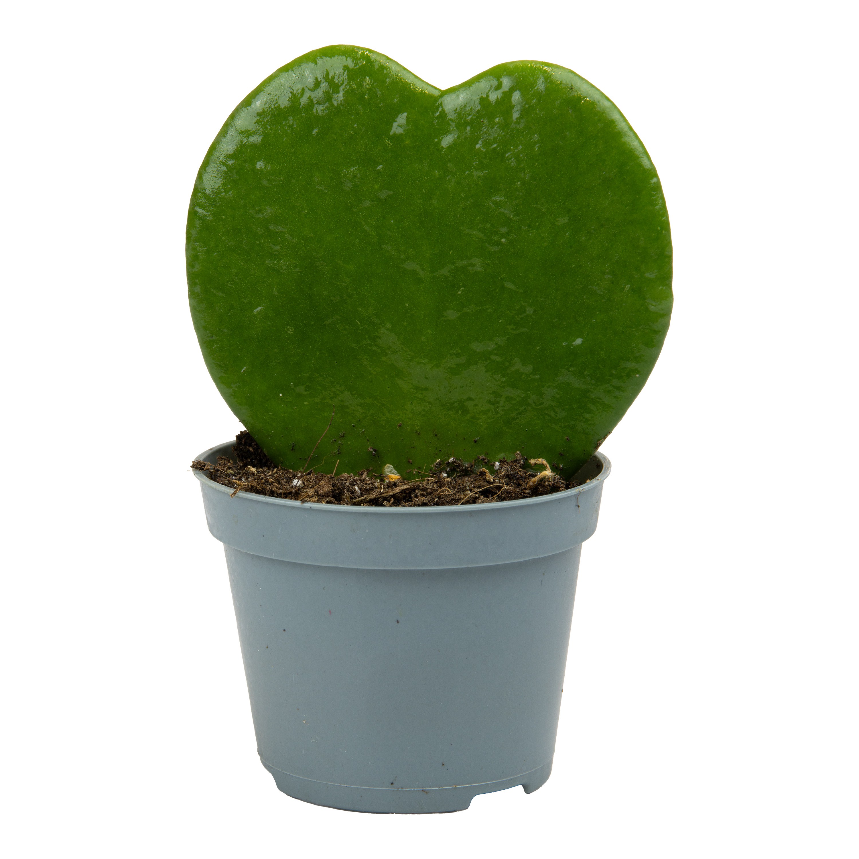 Hoya Kerrii P6 cm, D 6