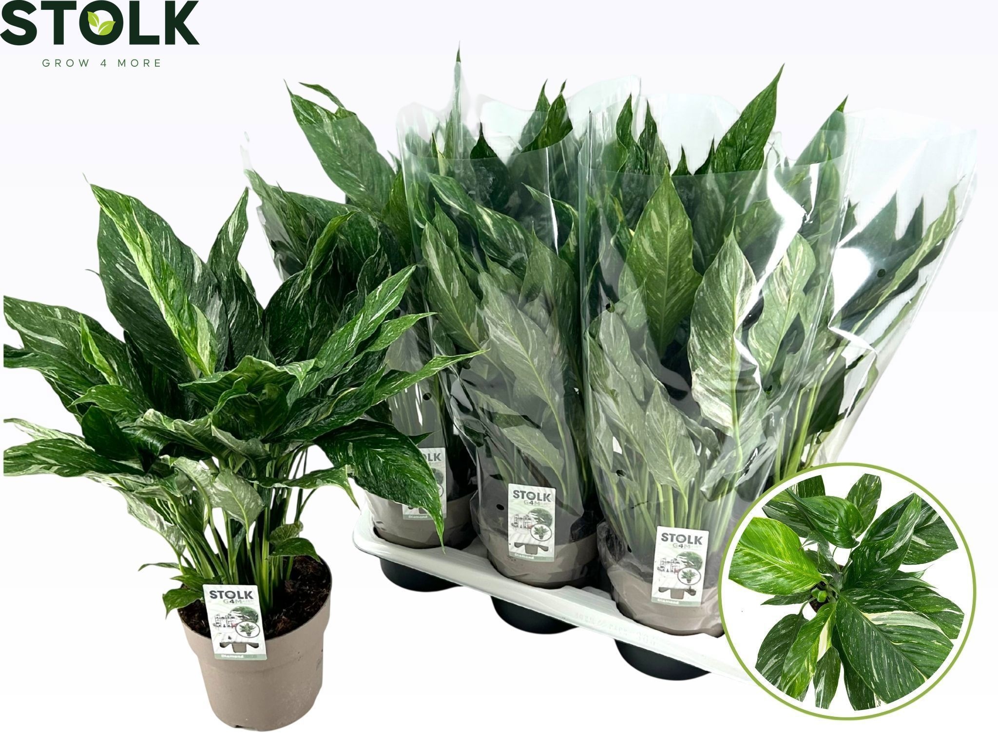 Spathiphyllum Diamond 17cm 'Variegata', D 17