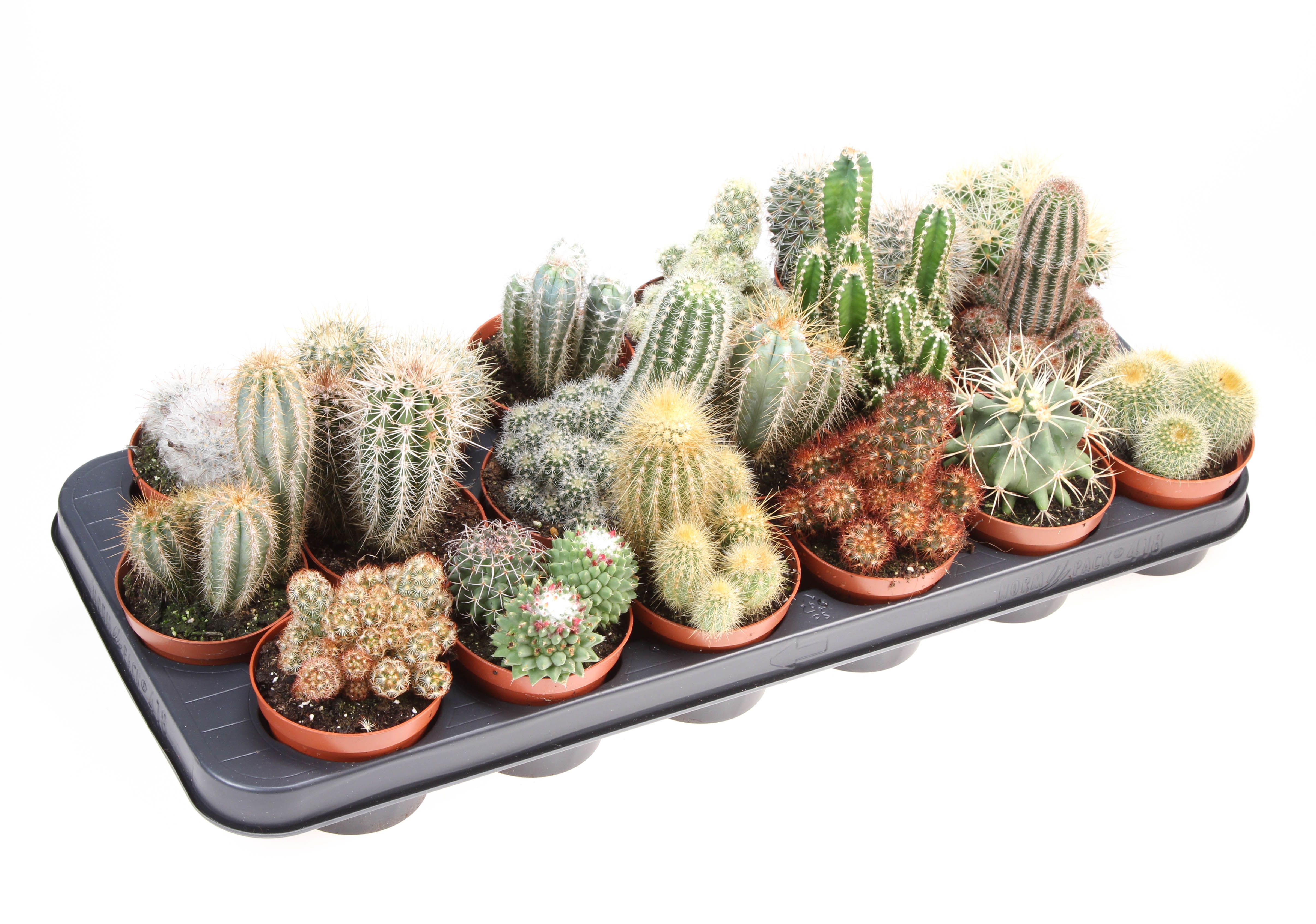 Cactus mix, D 8,5